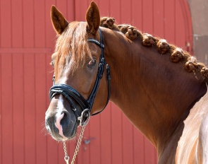 Trakehner stallion Snowfire St Angelo (by All Inclusive x Munchhausen x Michelangelo) :: Photo © Siegbert Altenhofer