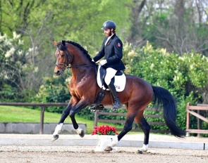Oldenburg stallion Elantic at the 2024 CDN Manerbio in Italy :: Photo © Il Cavallino