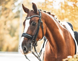 Secret Service (by Sir Donnerhall x Royal Diamond)