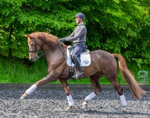 Vianello (by Vitalis x Furst Piccolo)