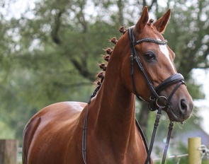 Xara B (by Leuns Veld's Zandro x Molenhorn's Pasja)