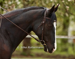 Bridle without a noseband :: Photo © Silke Rottermann