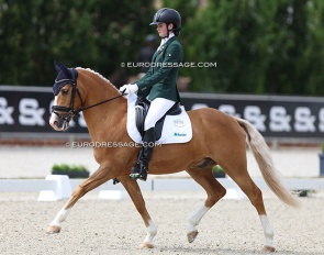Steendieks Dali Gold at the 2024 European Pony Championships :: Photo © Astrid Appels