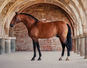 APSL 5* Recommended Lusitano stallion Escorial (by Spartacus x Jiboia by Edo)