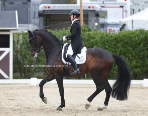 Malin Wahlkamp-Nilsson on Sam at the 2024 CDI Sint-Truiden :: Photo © Astrid Appels