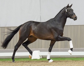 Colt by Zuperman x Royal Classic :: Photos © Reckimedia