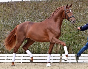 Bon venido PS (by Vitalis x Top Gear)
