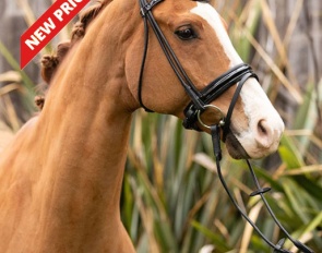Sir Magnus (by Sir Donnerhall x Wolkentanz II)