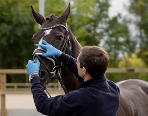 The steward needs to be able to pull  the FEI measuring device underneath the noseband from top to bottom. See video below.