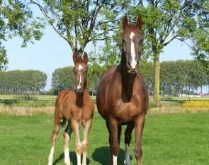 Kaltoum N.C. (by Johnson x Maestro) with her 2024 born colt by Miami Turfhorst