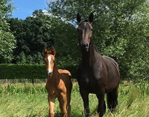 Broodmare Tattiana (by Totals x Sir Donnerhall) with foal