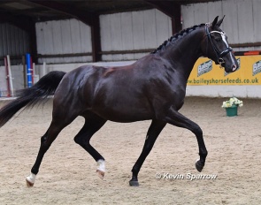 Wurlitzer (by Totilas x San Amour) :: Photo © Kevin Sparrow