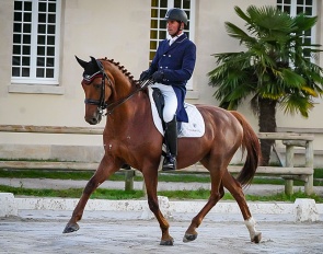 Don Diego Z (by Don Juan de Hus x Joli Mars AA)