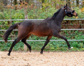Marwin-F (by Goerklintgaards Million x Baroncelli)