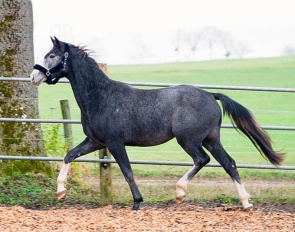 Highlight-F (by by Highfive Fuglsang x Zack)