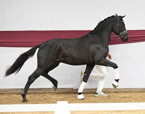 Final Countdown (by Fynch Hatton x De Niro) 