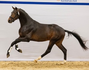 Sunshine (Total McLaren x Apache), half-brother to KWPN-approved stallion Pride, combines elite genetics with connections to World Champion Jovian, a true standout in this year’s collection.