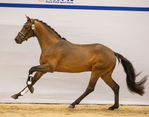 Suomi STMT (by Bordeaux x Ampere x Michelangelo)