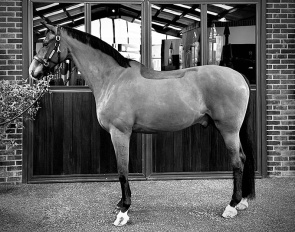 Sir Robinson at the Cotswold equestrian club