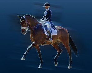 Verden Auction High Level: 25 Dressage Horses Ready for Immediate Competition