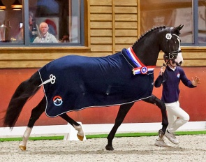 So Next Level, the champion of the 2025 NRPS Stallion Licensing :: Photo © Sandra Nieuwendijk