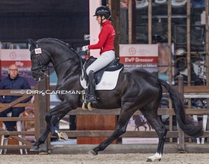 Virtuoso van het Bloemenhof (by So Perfect x Apache), Champion of the 2025 Belgian Warmblood stallion licensing :: Photos © Dirk Caremans