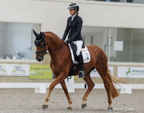 Zoie Gray on SWE Furstin Light at the 2025 New Zealand Young Horse Championships :: Photo © Libby Law