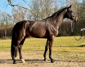 Bajac (by Bordeaux x Laurentio x Partout)
