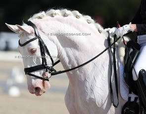Horse in a national level dressage competition :: Photo © Astrid Appels