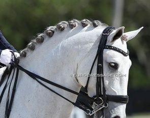 Dressage horse :: Photo © Astrid Apels