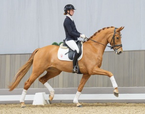 Sternzauber (by Sir Heinrich x Don Juan de Hus)