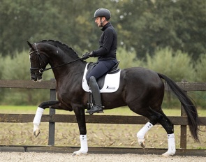 Van Den Heuvel Dressage
