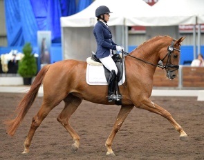 Hayley Gilbert and Sugarloaf Rubinell at the 2014 Australian Young Horse Championships :: Photos © Derek O'Leary