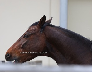 Horse crib-biting :: Photo © Astrid Appels