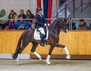 Bronzite at the Helgstrand/Schockemöhle stallion show in Vechta