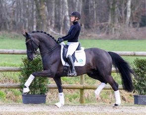 Lena Hassmann on Maddox Mart. The stallion was the dressage price highlight of the 2025 Aloga Auction