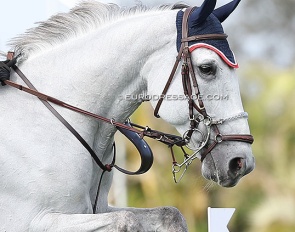 A show jumper at the 2025 CSI Wellington :: Photo © Astrid Appels