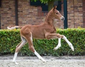 KWPN bred foal