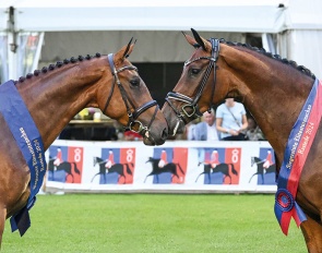The 2024 Oldenburg elite mare champions in show jumping and dressage (First Vaiana) :: Photo © OLD ART