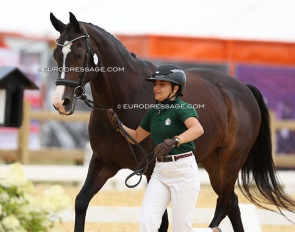 Portugal's Maria Da Graça Abecasis trotting up Delgado at the 2025 European Young Riders / Under 25 Championships :: Photos © Astrid Appels