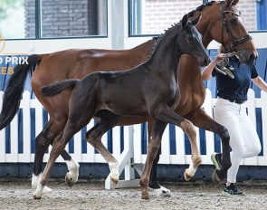 Vainqueur (by Dream Boy x De Niro) 