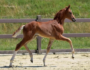 Daisy Deluxe (by De Sandro x Vivino) :: Photo © Hannoveraner Verband