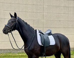 Bacopa (by Bon Coeur x Foundation x Don Juan De Hus)
