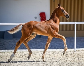 Fusaichi Totilas (by Fürst Toto x Livaldon x Wolkentanz II)