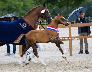 Vino Rosso-S.K :: Photo © Digishots