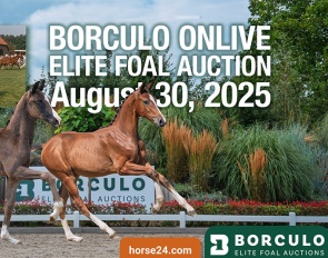 Borculo Foal Auction