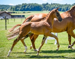 Alpin's Velice CH, colt by Va Bene x Rubin Royal