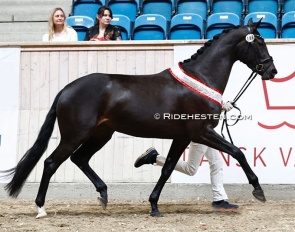 Ravenna Klint :: Photo © Ridehesten