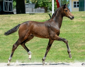 Jux & Tollerei (by Va Bene – Romeo), bronze medallist at Pattendorf with scores up to 9.7.
