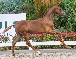 Valdemar van de Watermolen (by Dutch Dream x Secret)